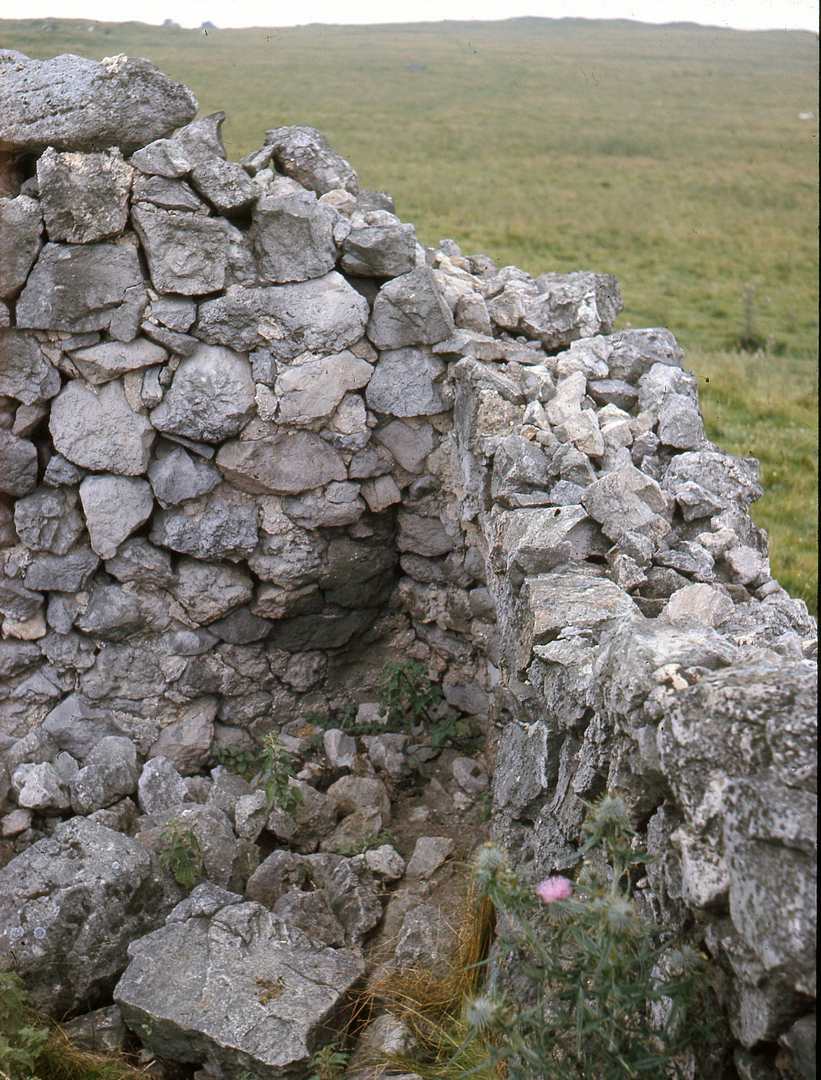 Recess in Breck Hollow Coe Carsington Pastures 1971